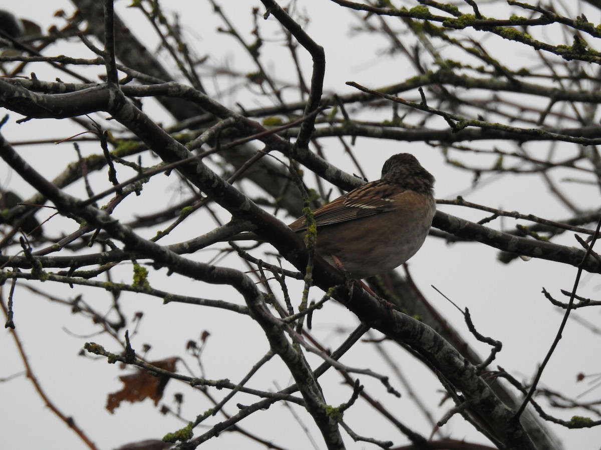 White-crowned Sparrow - ML44172491