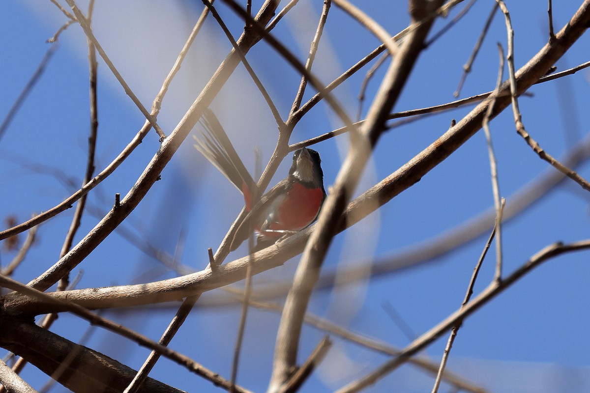 Red-breasted Chat - Doug Hommert