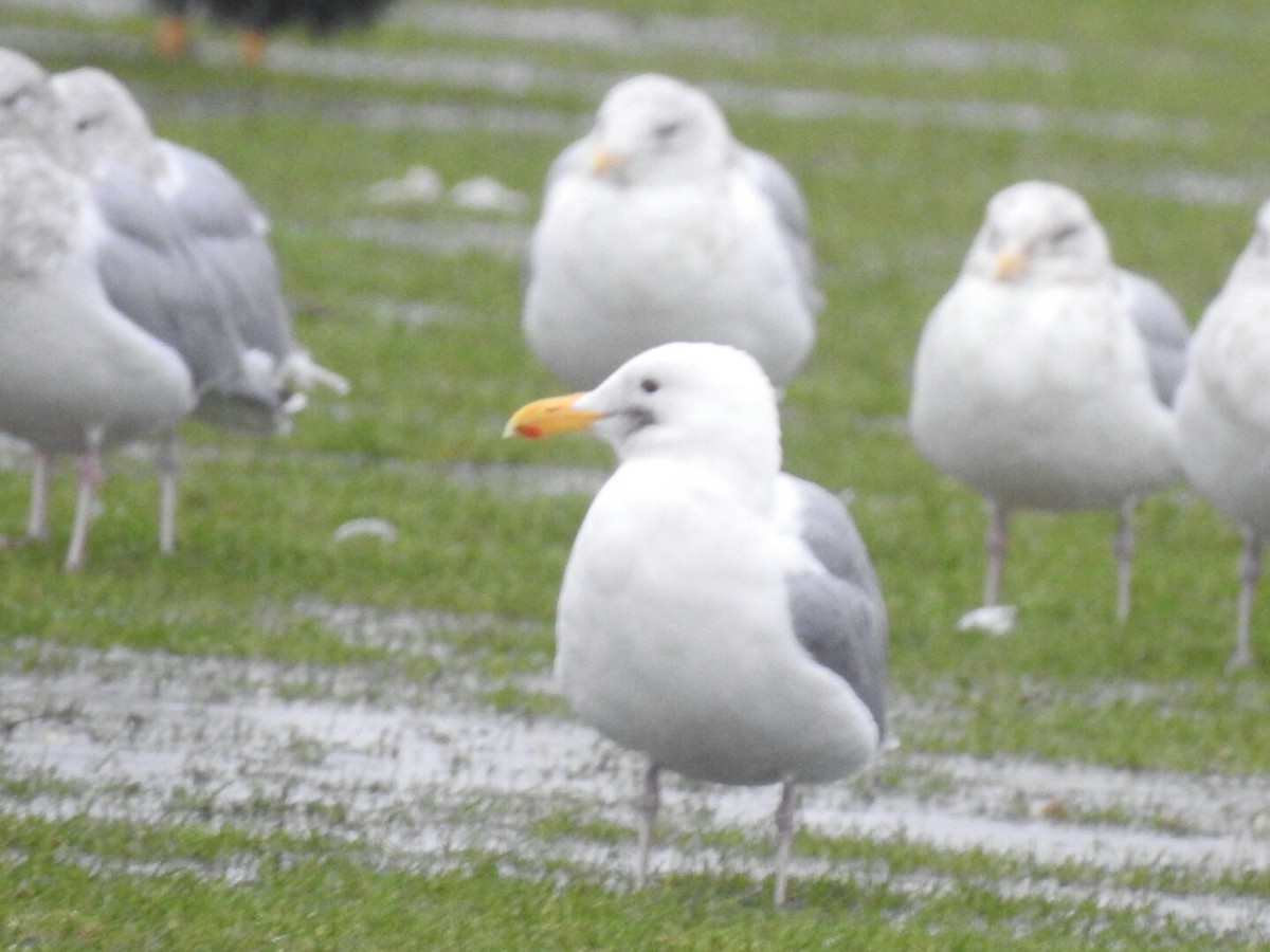 gull sp. - Anonymous