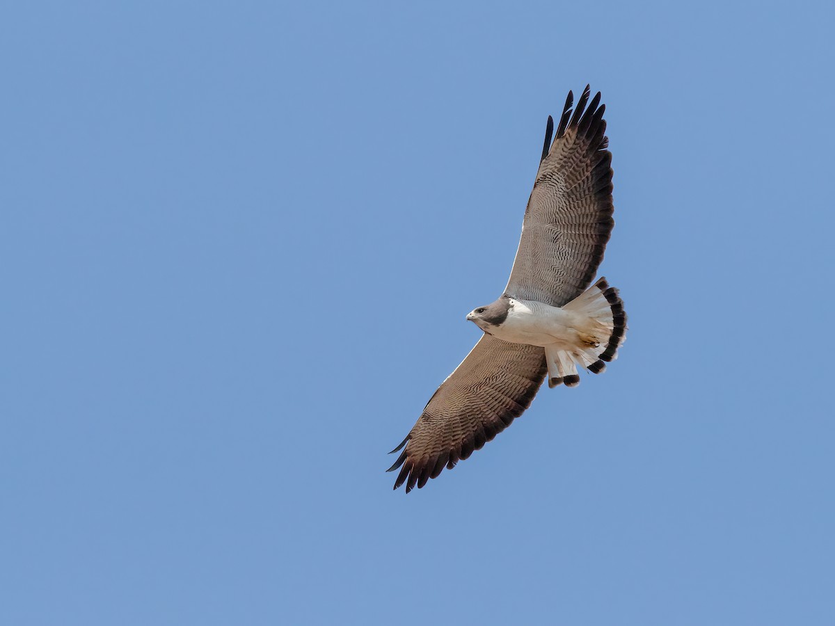 White-tailed Hawk - ML441742711