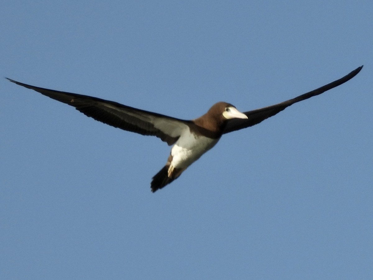 Brown Booby - ML441744321