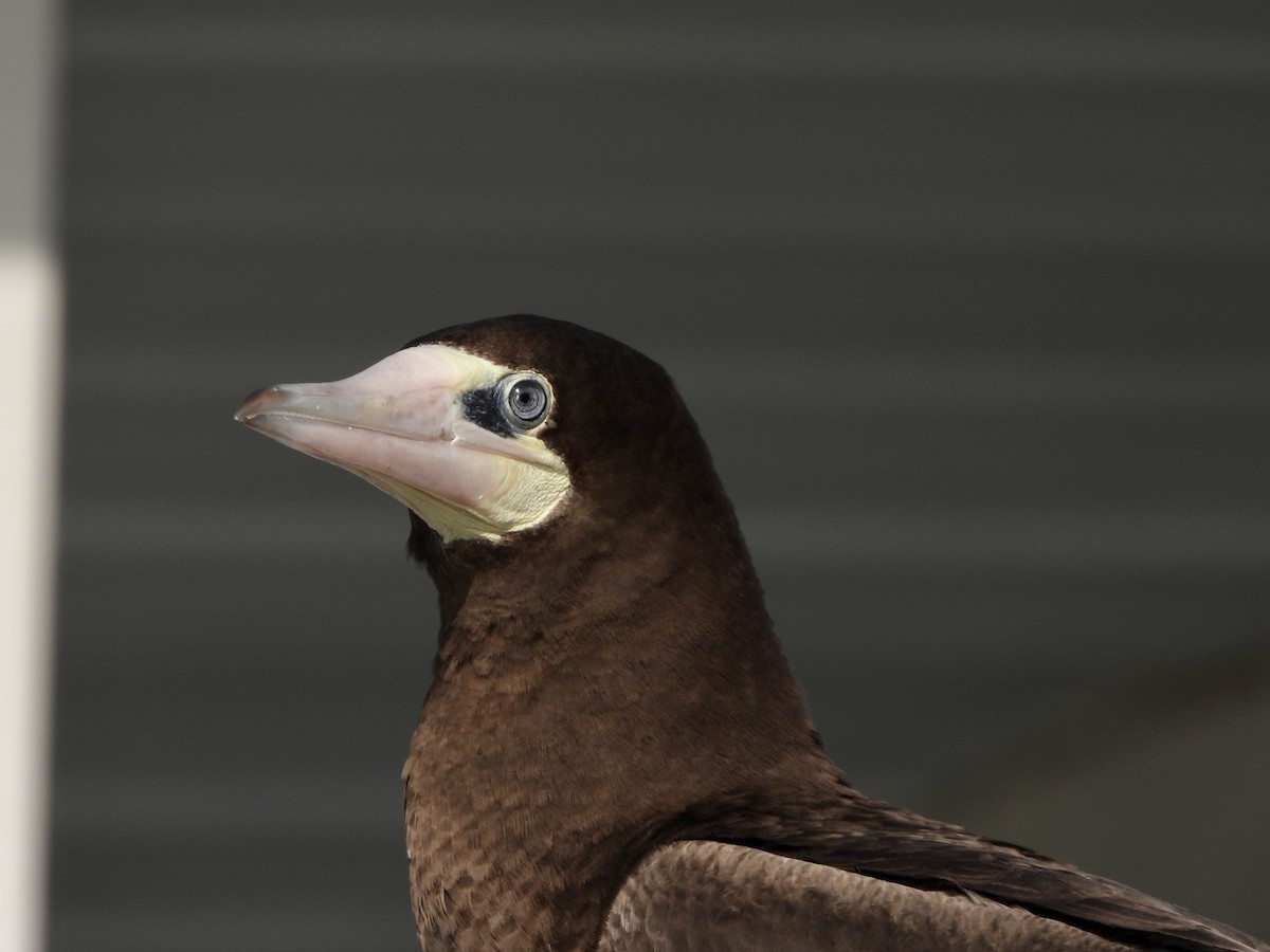 Brown Booby - ML441744331
