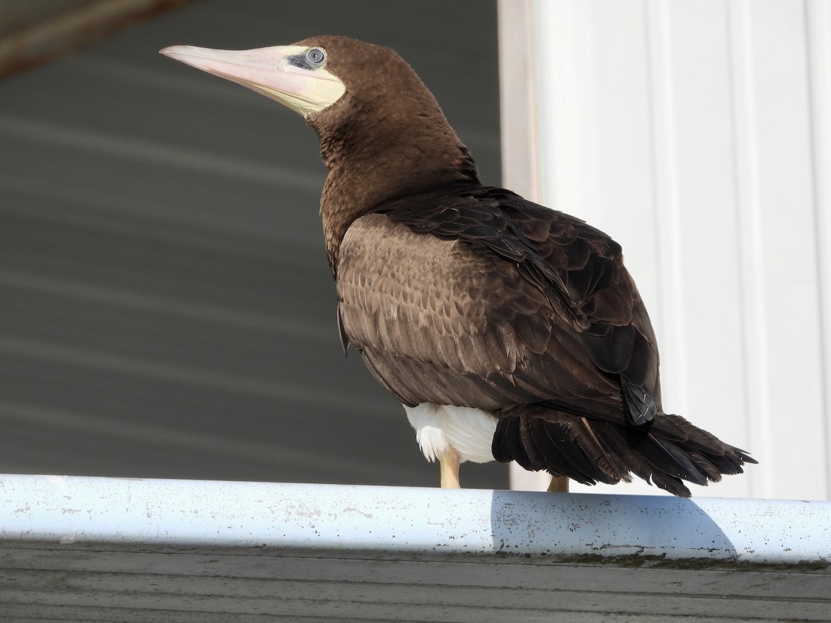 Brown Booby - ML441744341