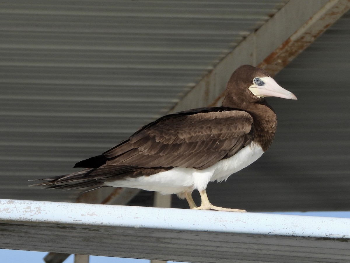 Brown Booby - ML441744351
