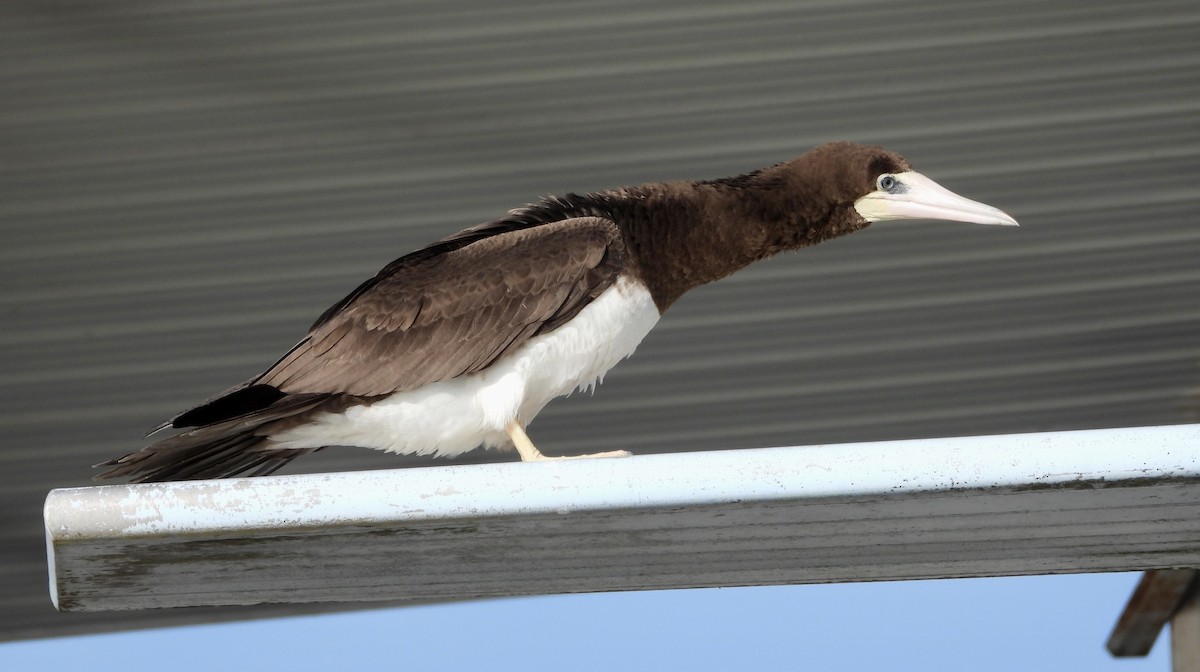 Brown Booby - ML441744361