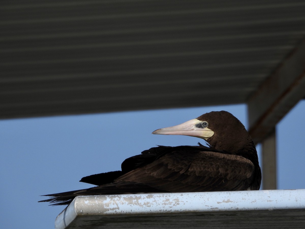 Brown Booby - Christian Hawn