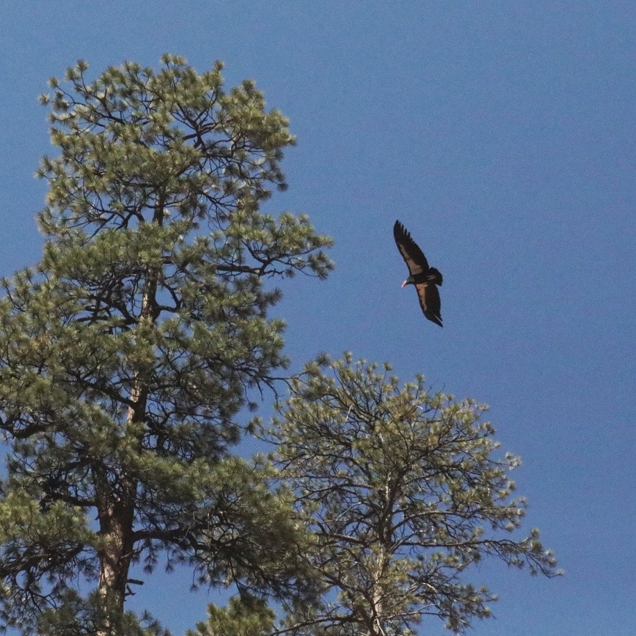 Condor de Californie - ML441752121
