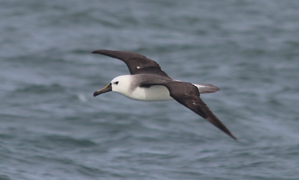 Yellow-nosed Albatross (Atlantic) - ML44175441