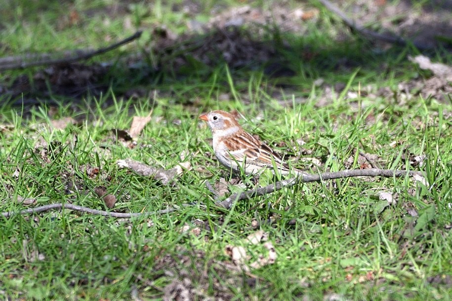 Field Sparrow - ML441761071