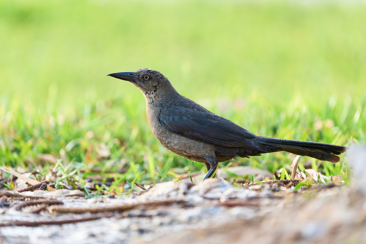 Great-tailed Grackle - ML441761641