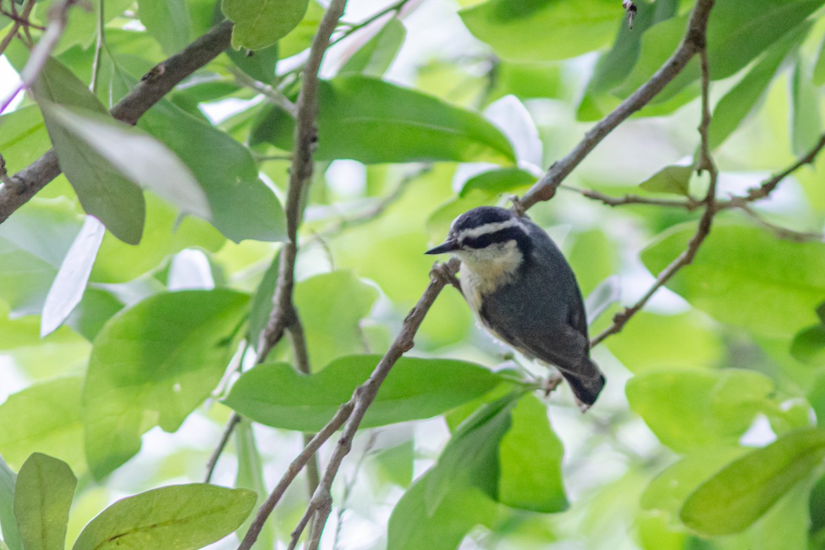 Red-breasted Nuthatch - ML441764431