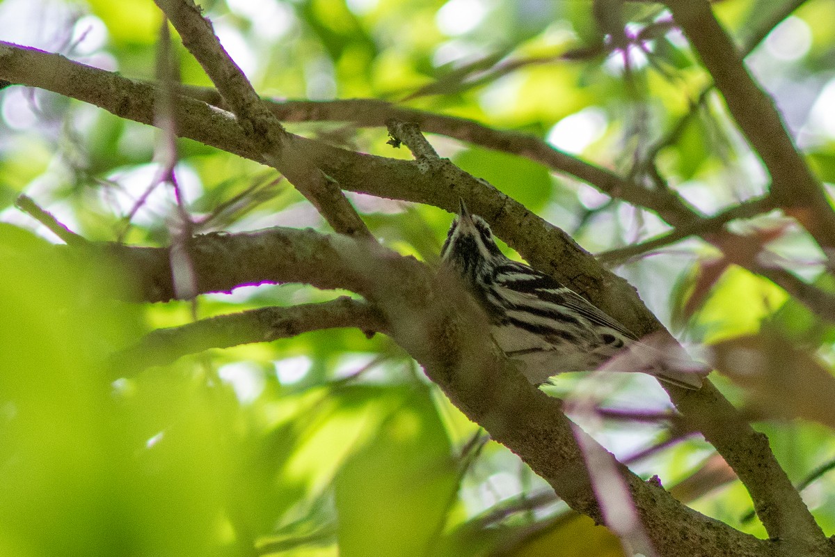 Black-and-white Warbler - ML441764991