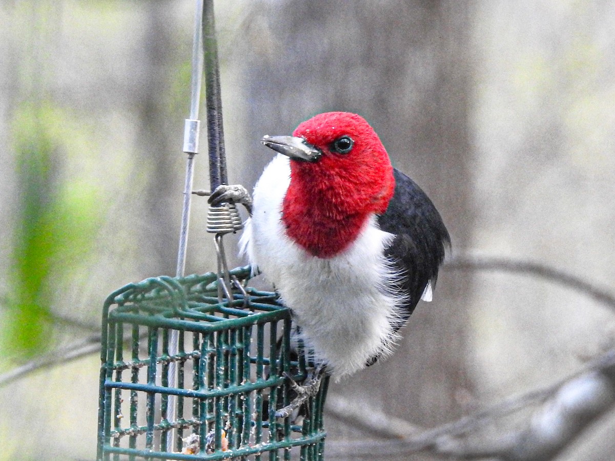 Red-headed Woodpecker - Doris Ratchford