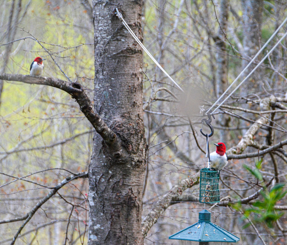 Red-headed Woodpecker - ML441769891