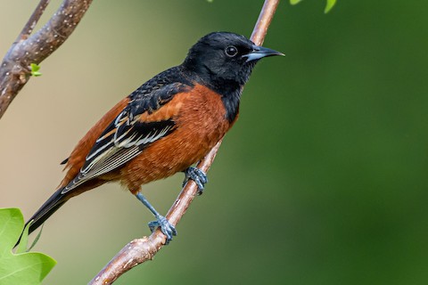 Baltimore Oriole - eBird