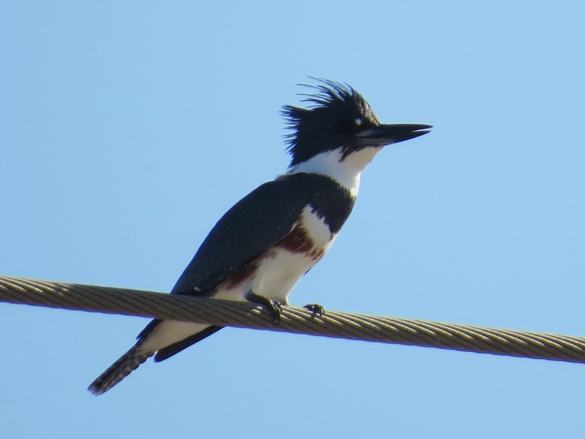 Belted Kingfisher - ML44177321