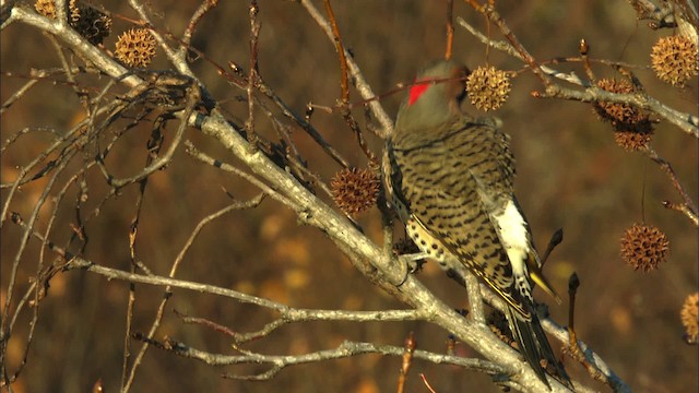 Northern Flicker (Yellow-shafted) - ML441774