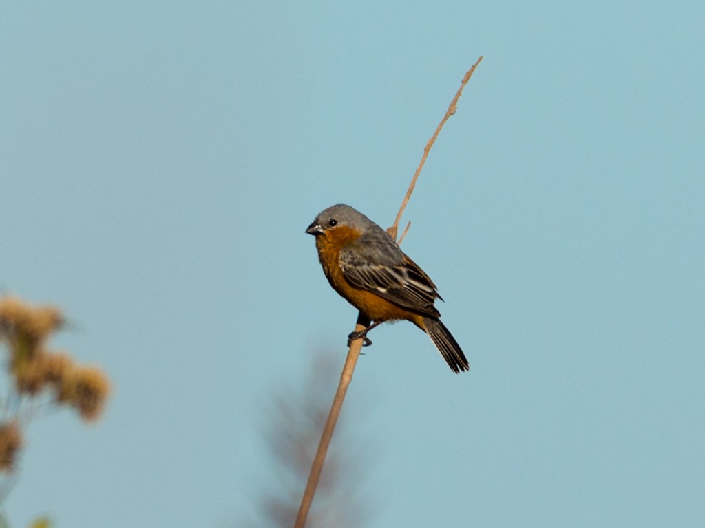 Tawny-bellied Seedeater - ML44177881