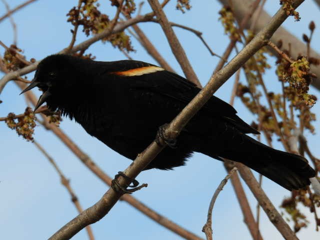 Red-winged Blackbird - ML441779071