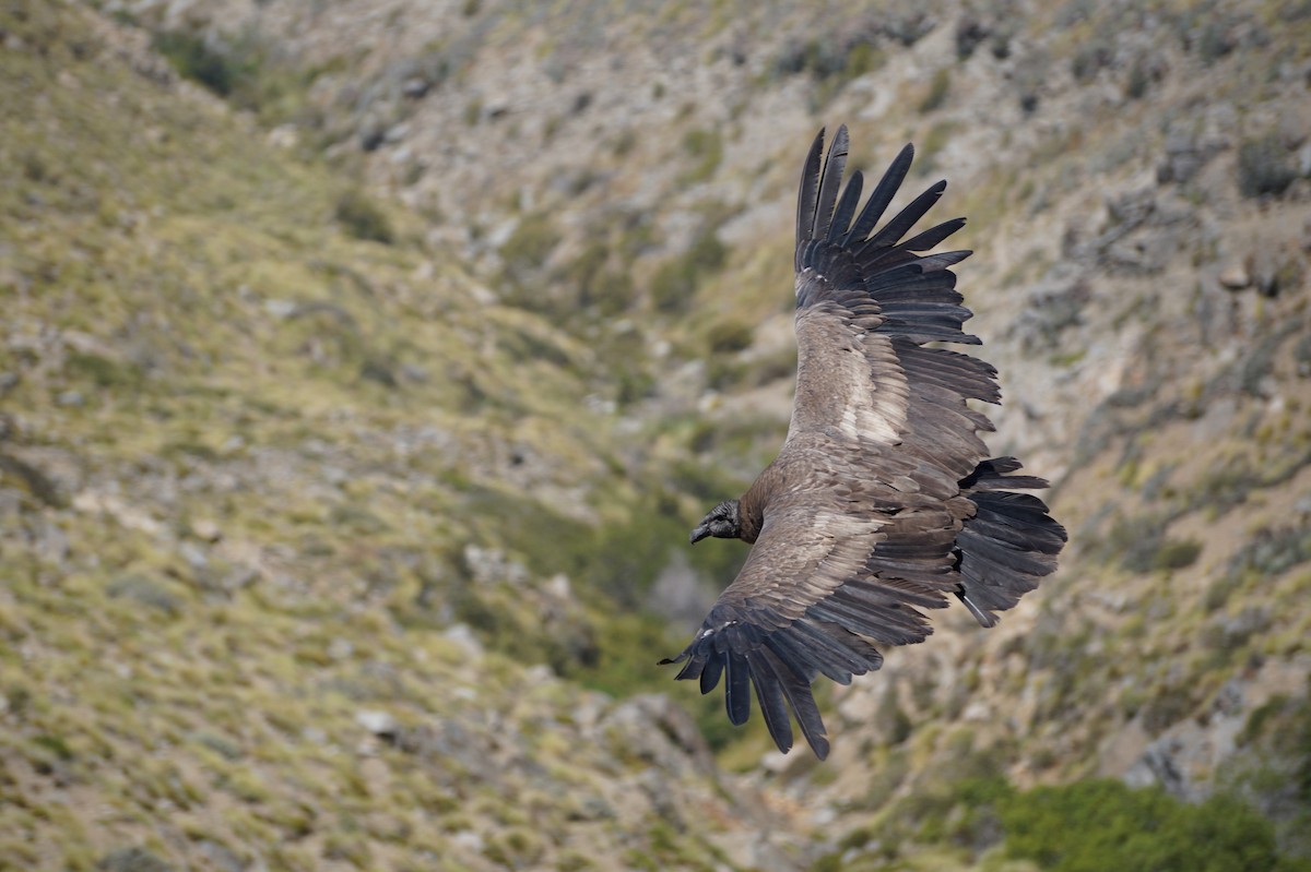 Andean Condor - Eduardo Quintanilla