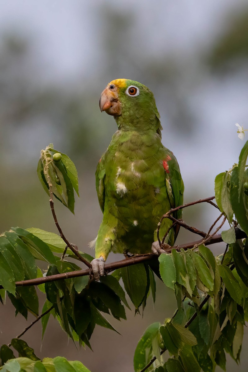 Yellow-crowned Parrot - ML441783021