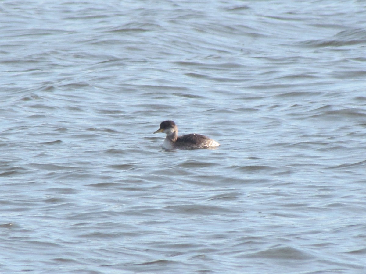 Red-necked Grebe - ML44178431