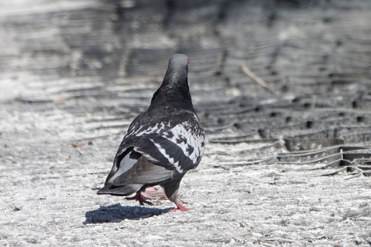 Rock Pigeon (Feral Pigeon) - ML441788201