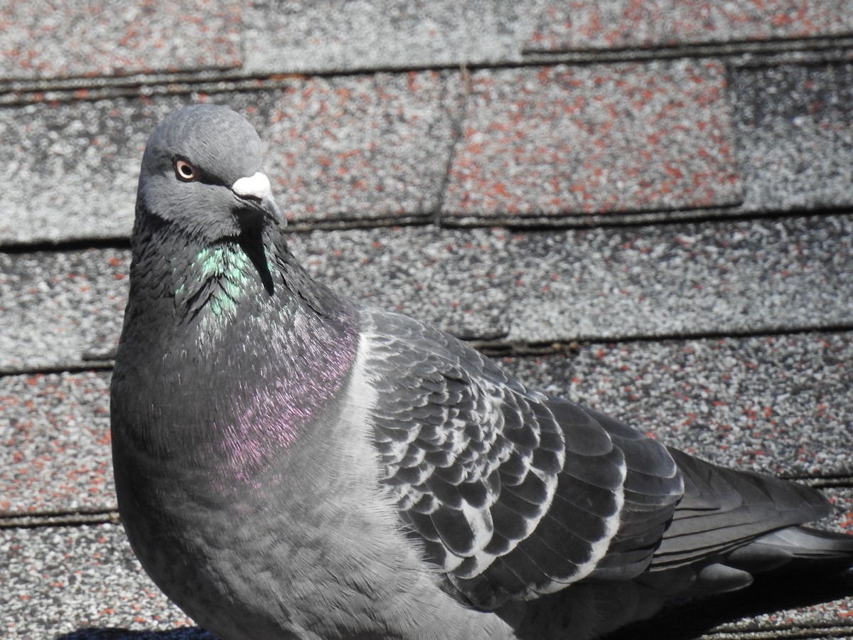 Rock Pigeon (Feral Pigeon) - Emphe Ghie