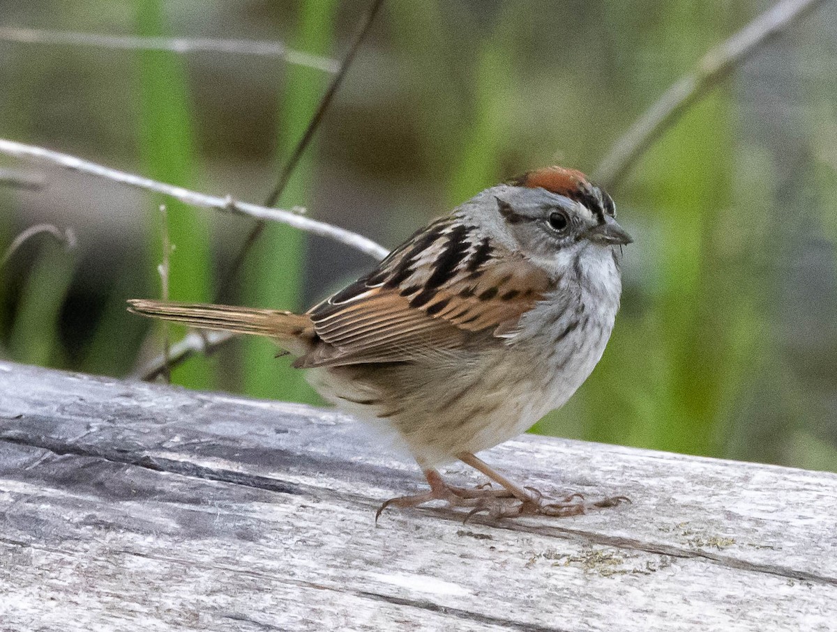 Swamp Sparrow - ML441797891
