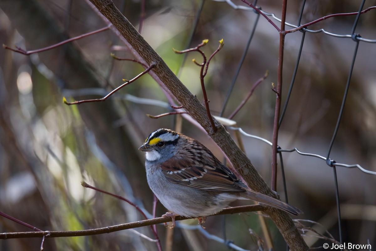 White-throated Sparrow - ML441801351