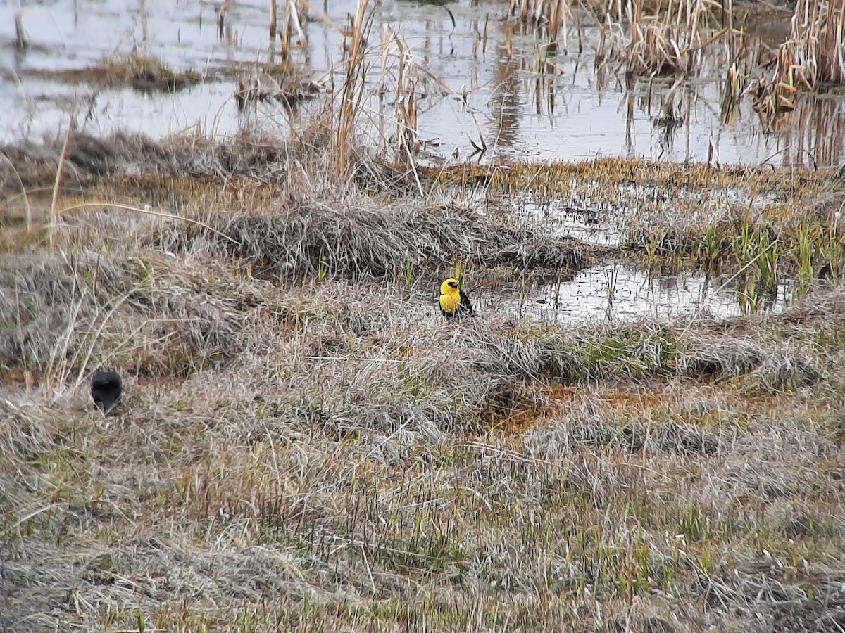Yellow-headed Blackbird - ML441802911