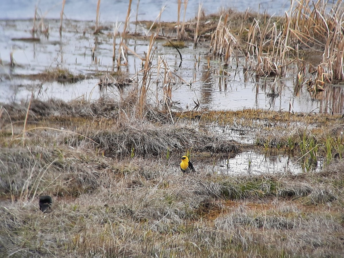 Yellow-headed Blackbird - ML441802921