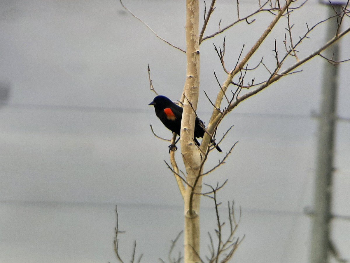 Red-winged Blackbird - ML441802971