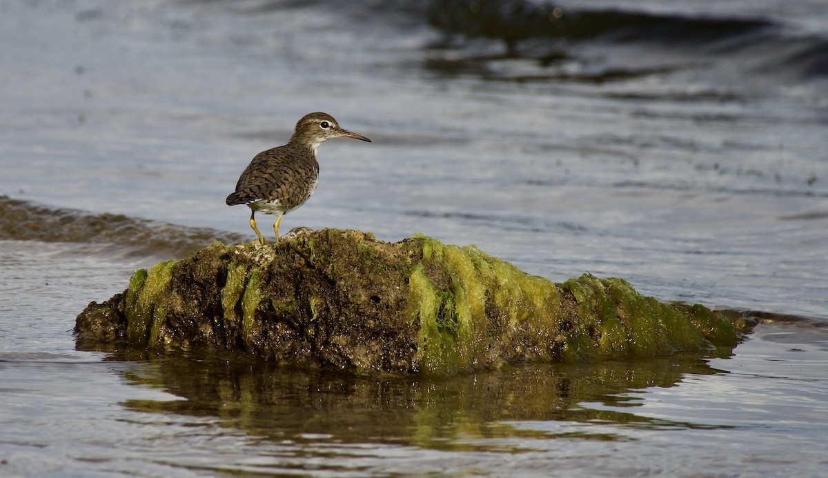 Spotted Sandpiper - Anne Inga