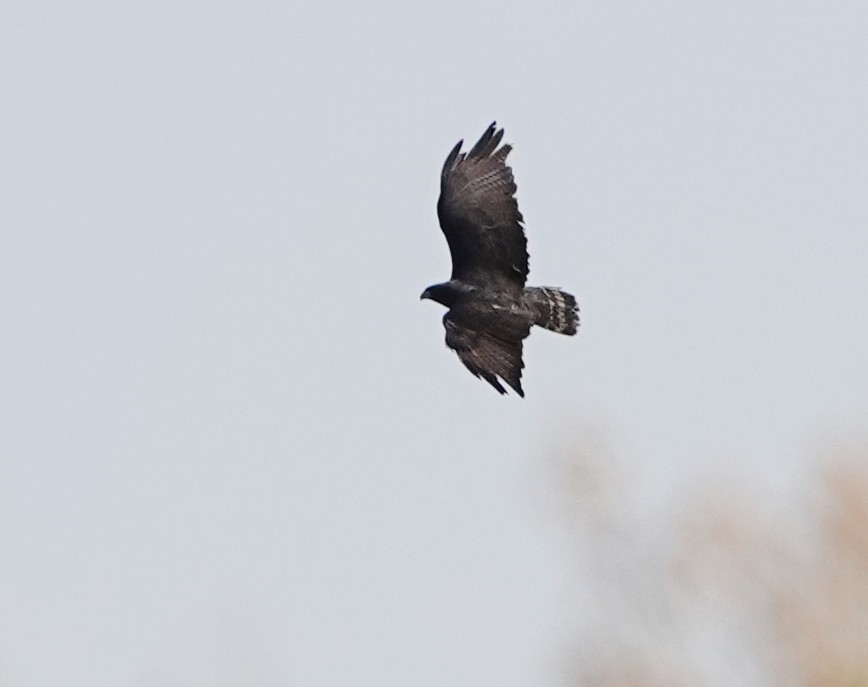Zone-tailed Hawk - ML441816371