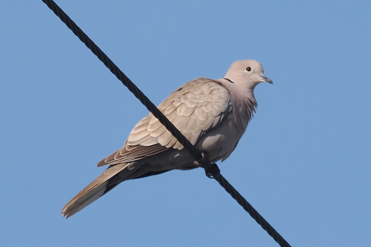 Eurasian Collared-Dove - ML441816391