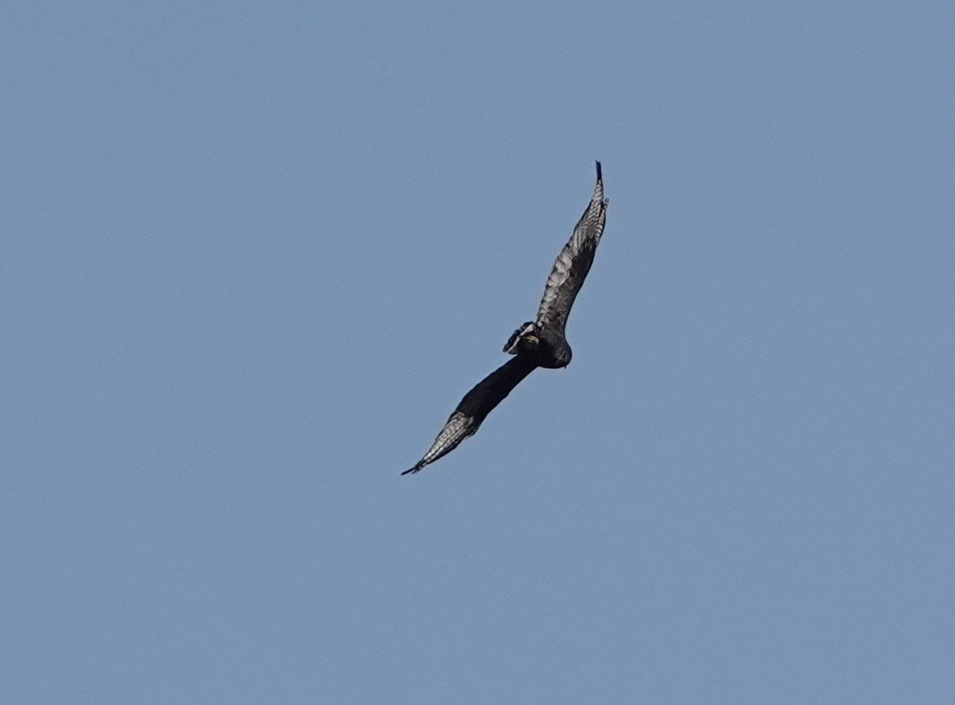 Zone-tailed Hawk - ML441816551