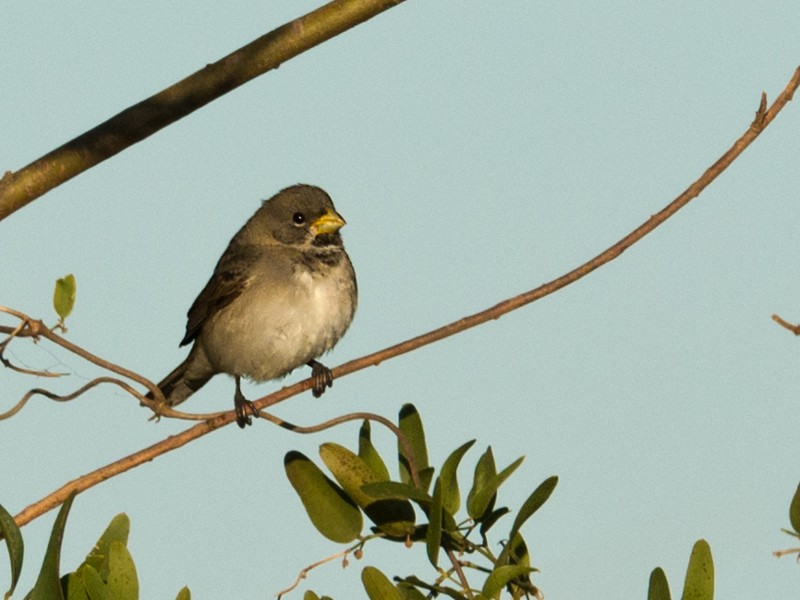 Double-collared Seedeater - ML44181671