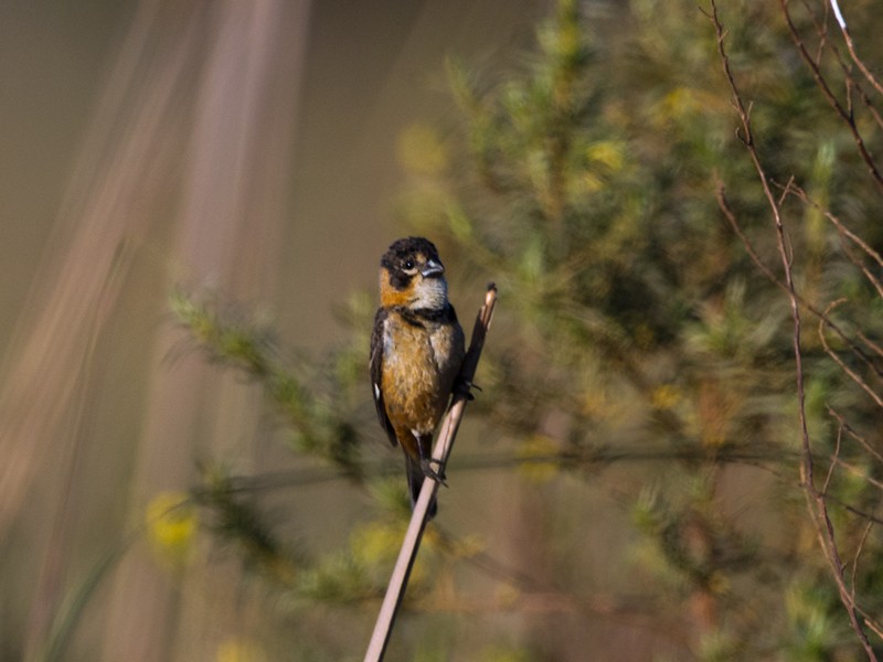 Rusty-collared Seedeater - ML44181771