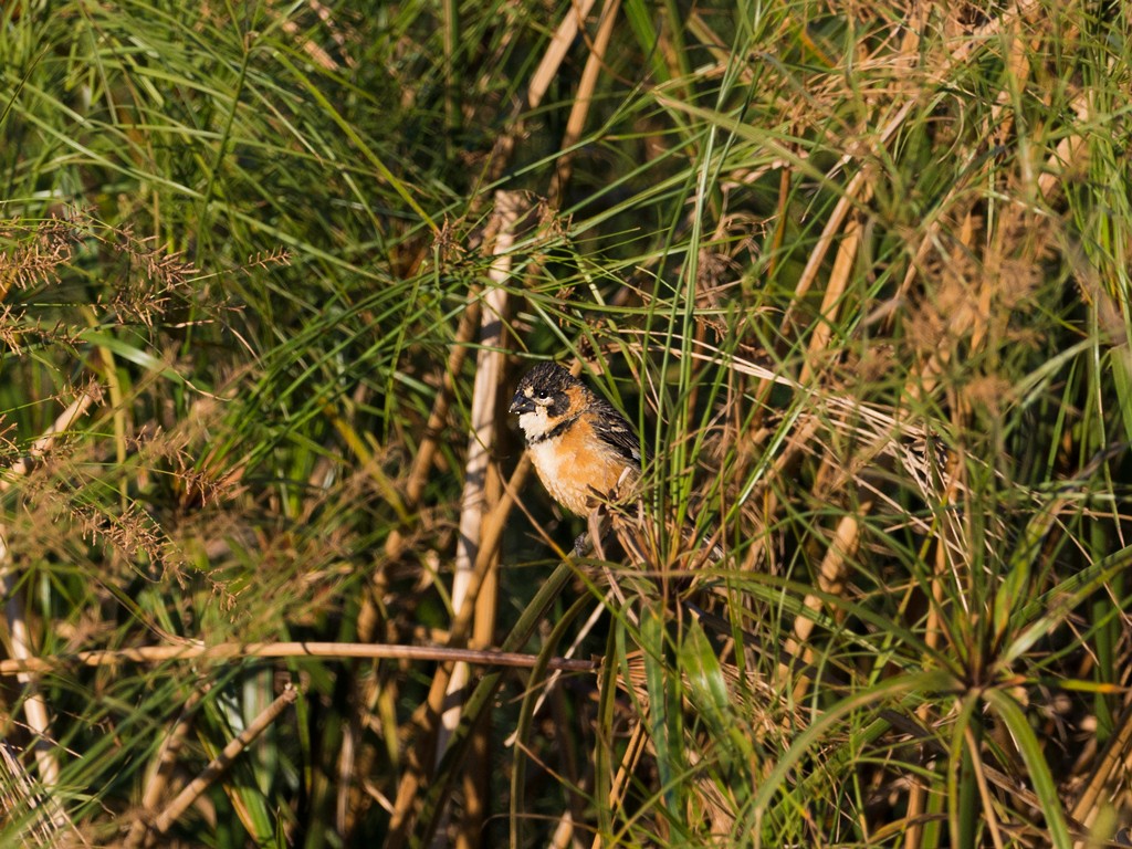 Rusty-collared Seedeater - ML44181781