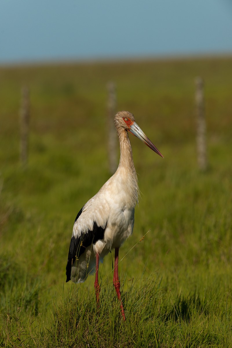 Maguari Stork - ML44182001