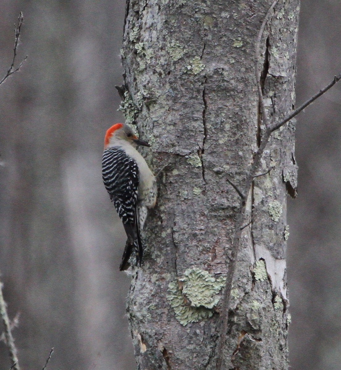 Red-bellied Woodpecker - ML44182071