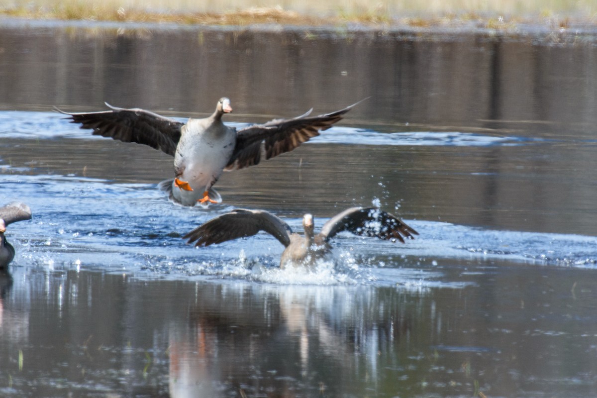 Greater White-fronted Goose - ML441822641
