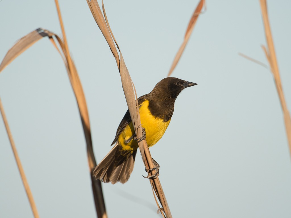 Brown-and-yellow Marshbird - ML44182301
