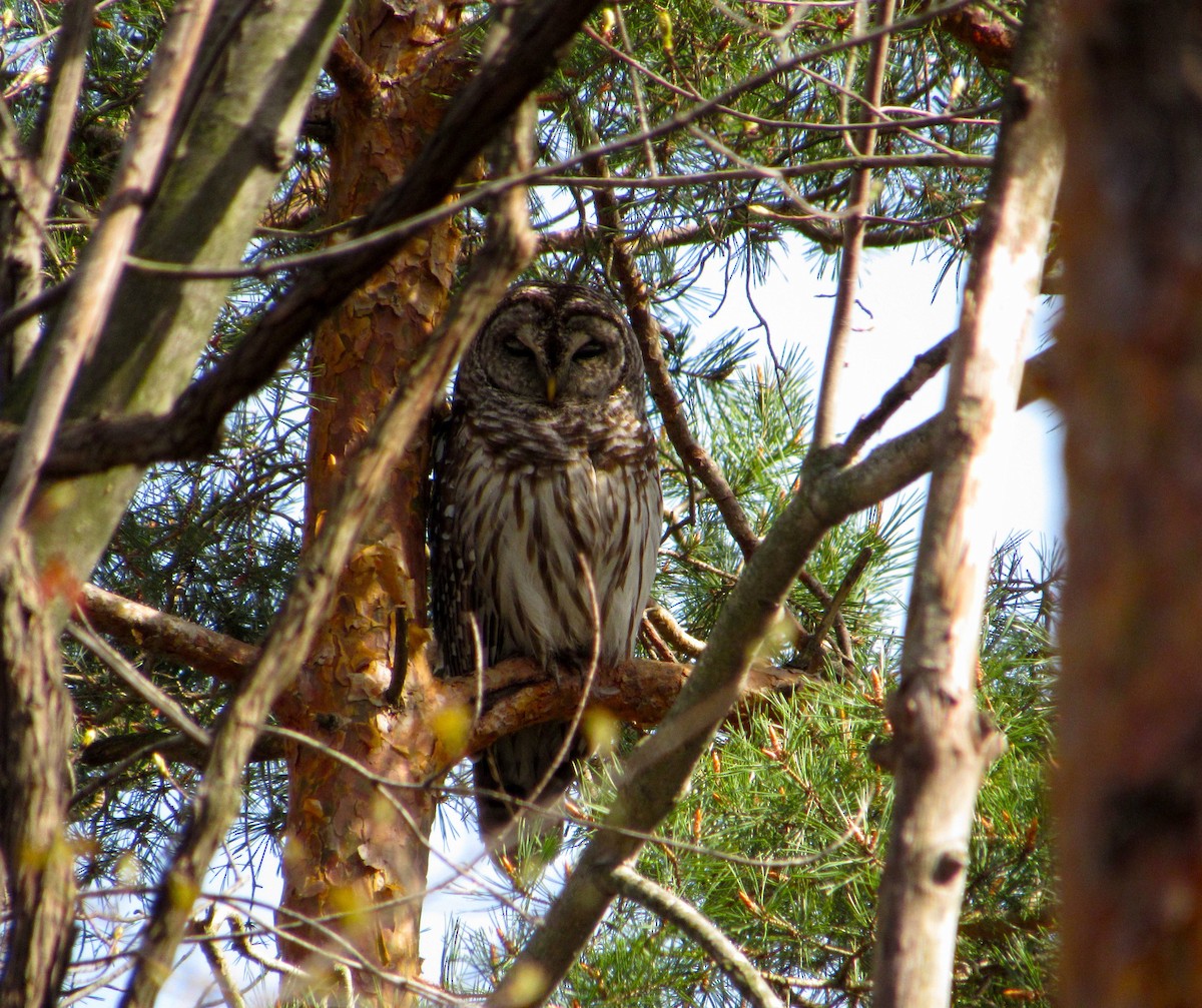 Barred Owl - ML441836371