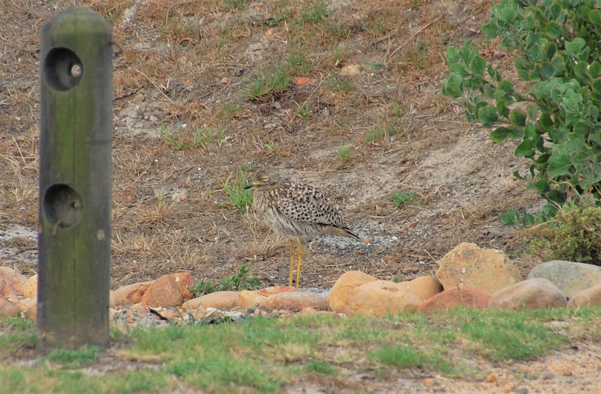 Spotted Thick-knee - ML44183711