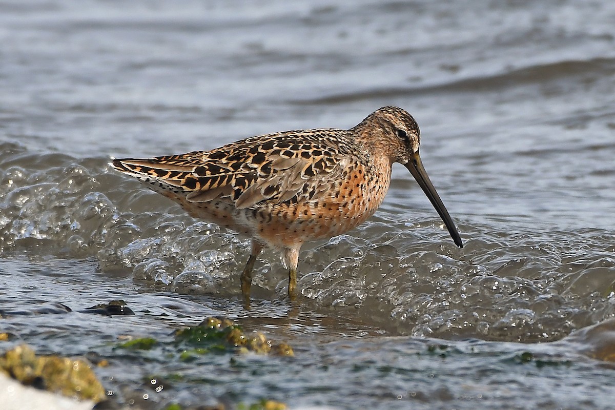 Short-billed Dowitcher - MJ OnWhidbey