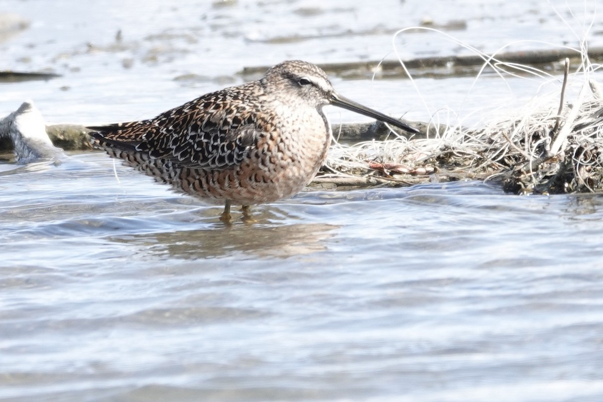 Long-billed Dowitcher - ML441842071