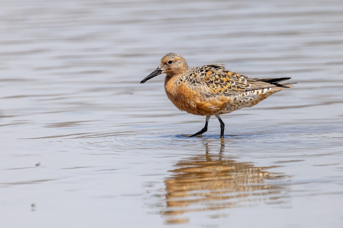 Red Knot - ML441845021