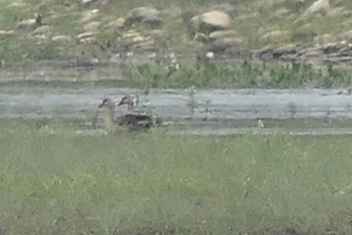 Indian Spot-billed Duck - ML441849571